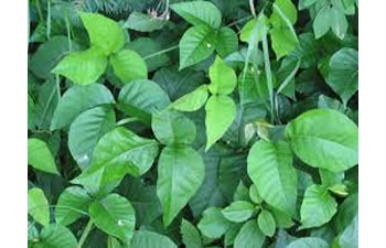 poison oak leaves